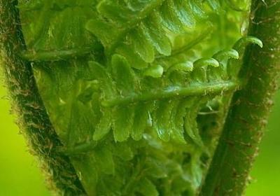 透骨草的功效与作用