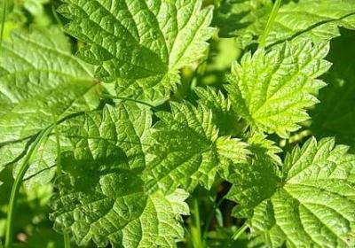 送男朋友什么花