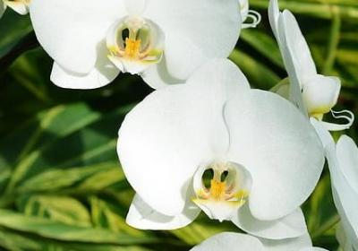 适合室内养的绿植