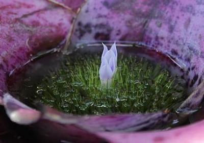 车厘子如何保存