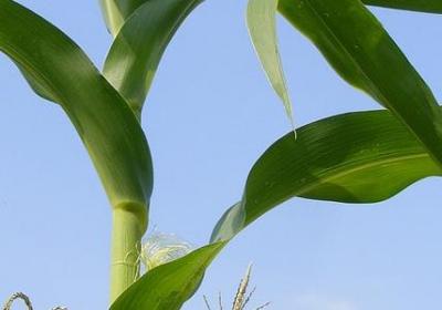 辣椒的种植方法