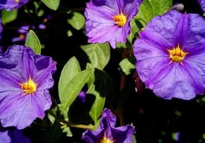 车厘子怎么保存