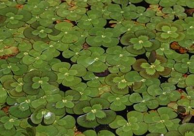 适合春天种的花