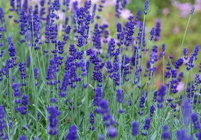 郁金香花期多长