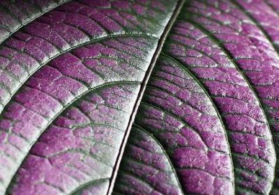 过期的牛奶可以浇花吗