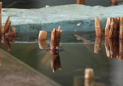 送老师什么花最好