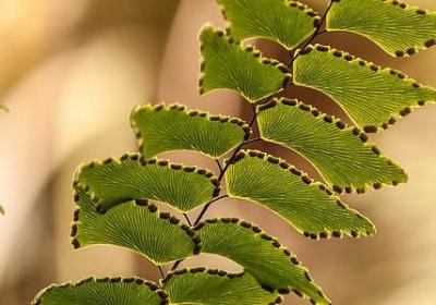 送妈妈生日鲜花送什么花