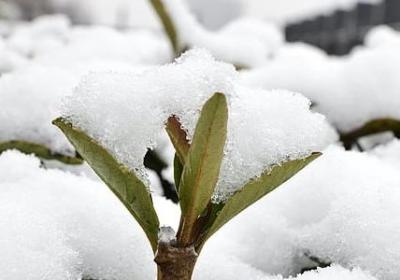 车厘子是不是樱桃