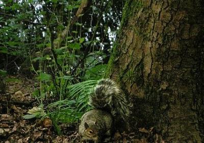 郁金香送什么人