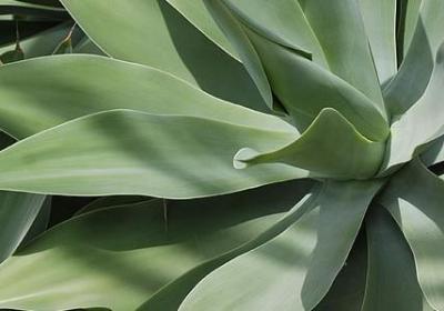 送给妈妈应该送什么花