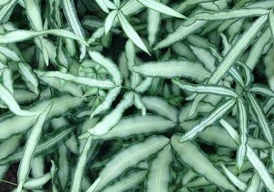 车厘子是哪里的