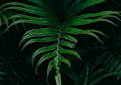 辛夷花和玉兰花的区别