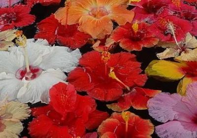 郁金香种植时间