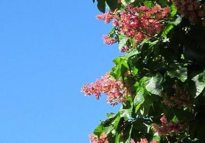 转运竹怎么修剪