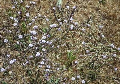 迎春花是什么颜色