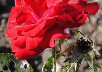 那些植物吸收甲醛