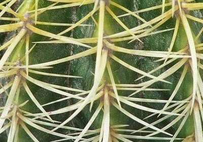 适合庭院种植的树