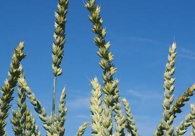 车厘子是什么颜色