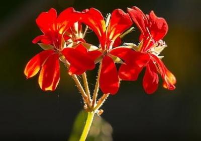 送女朋友花送什么花