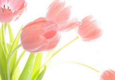 车厘子跟樱桃区别