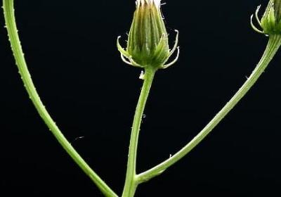 郁金香开花时间