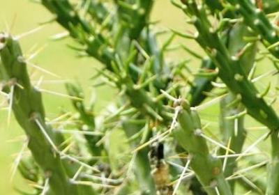 迎春花什么时候开