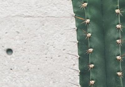 迷迭香的食用方法