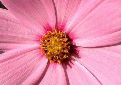 车厘子有几个品种