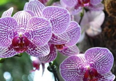 送女性朋友的花