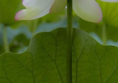 车厘子种植时间