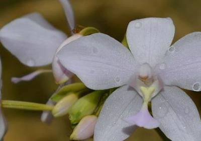 送妈妈生日鲜花