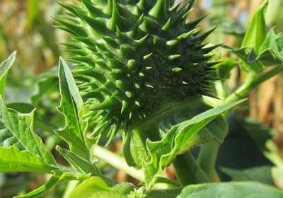 适合办公室养的花