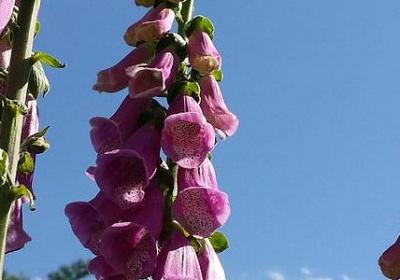 迷迭香花语是什么