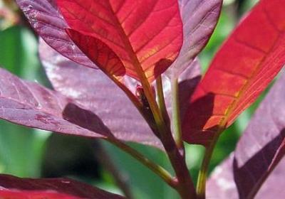 辣椒树能活多少年