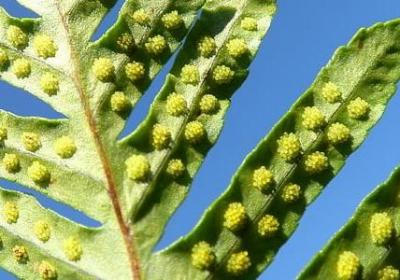 车厘子多少一斤