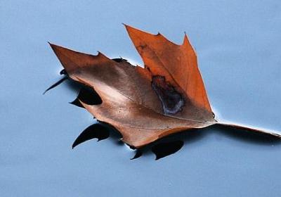 适合办公室的绿植