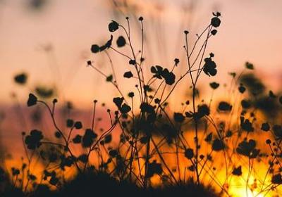 金瓜的功效与作用