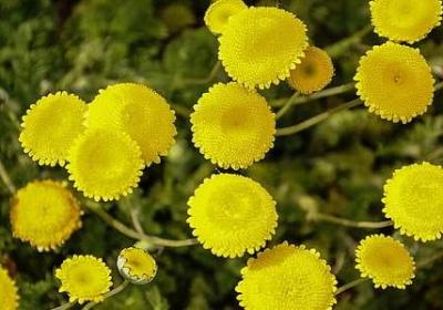 金线莲价格多少钱一斤