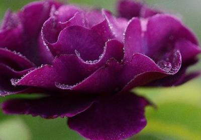 车厘子如何种植