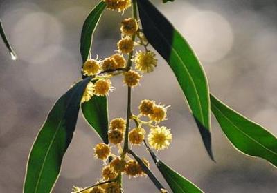 车厘子适合什么地方种植