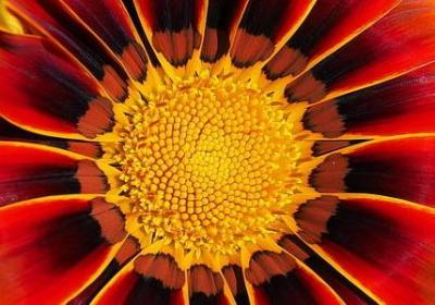 金不换是什么菜