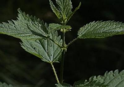 野生蒲公英有几种