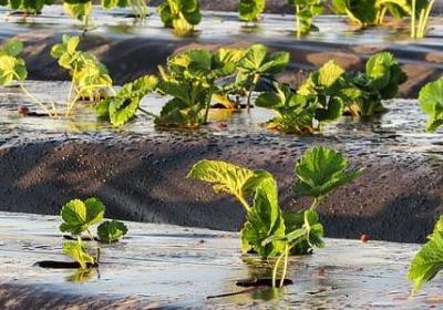 金色曼陀罗花语