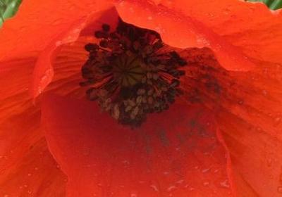 金盏花的花语是什么