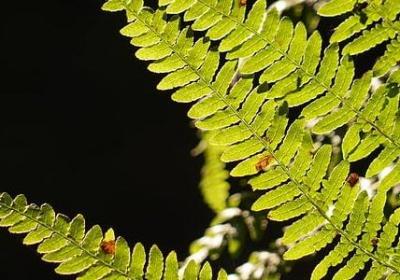 送老婆什么花合适