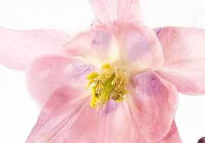 迎春花和连翘花的区别