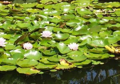 金凤花花语及象征意义