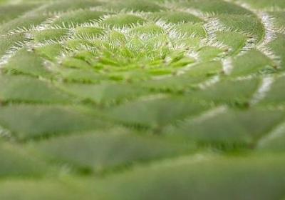 车厘子的储存方法