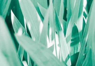 释迦果的功效与作用