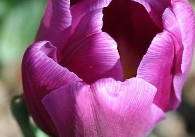 金线莲有什么功效